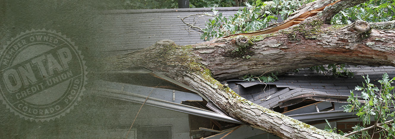 photo of tree that fell on house