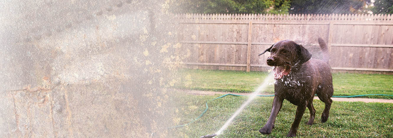 dog getting sprayed in the mouth with sprinkler hero image