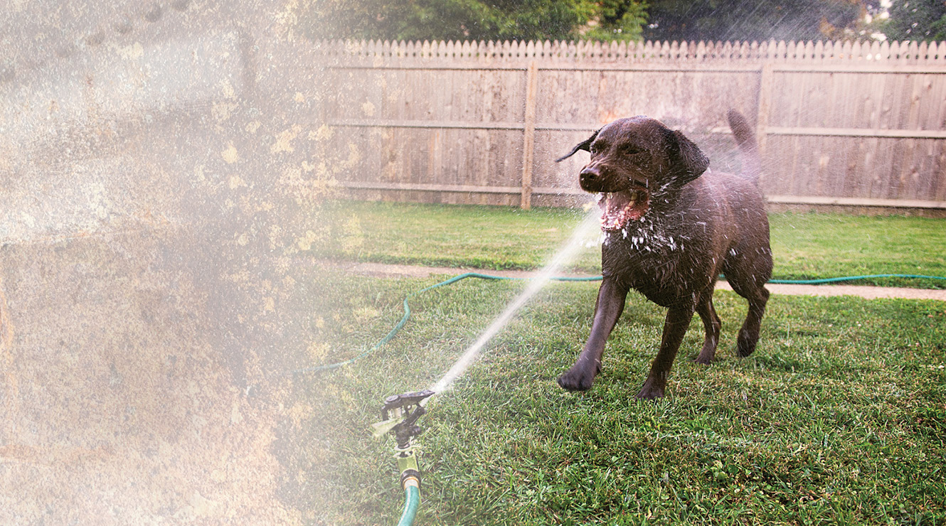 dog getting sprayed in the mouth with sprinkler home slide image